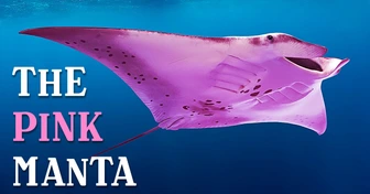 Scientists Found Out Why This Manta Ray Is Pink + 7 Other Animals Only Find in Australia