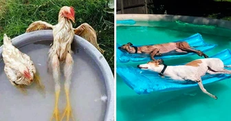 26 Animals That Know How to Survive Hot Summer Days