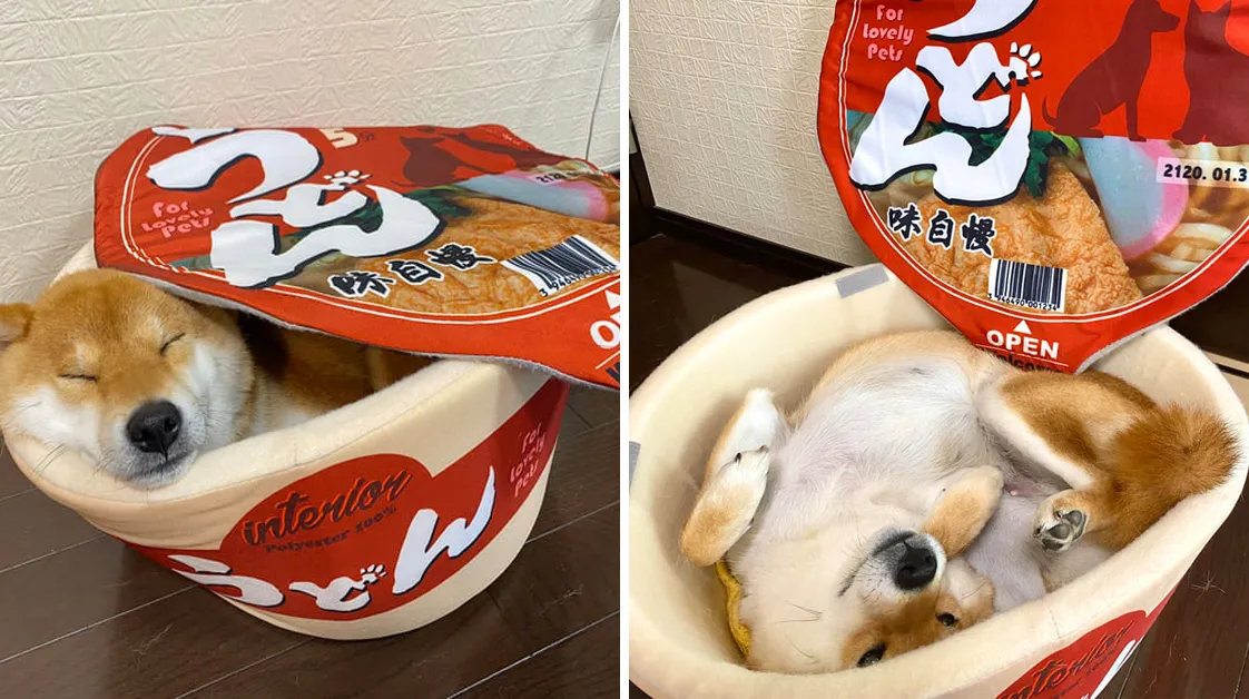 Cup Noodle Beds For Pets Are A Thing Now, And We Frankly Don’t Know What To Think