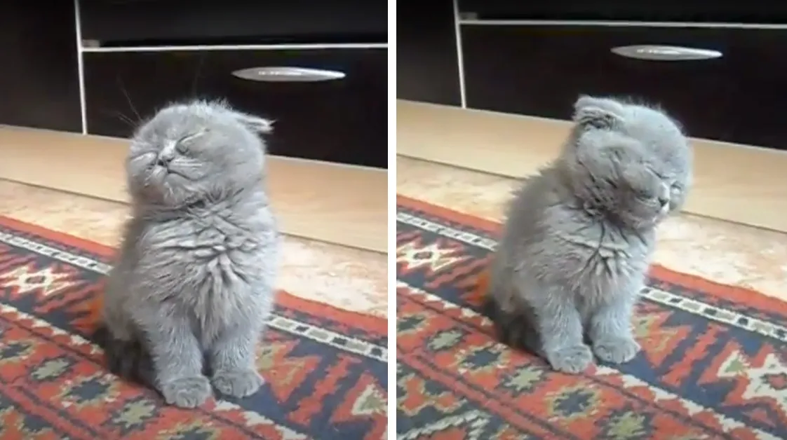 Kitten Falls Asleep While Sitting And It’s So Adorable