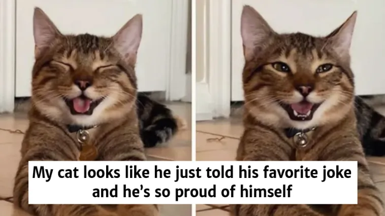 Meet Chestnut, The Cat From The “Dad Joke” Meme The Internet Has Fallen In Love With