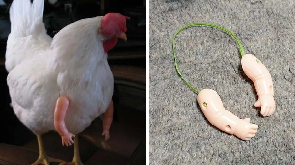 People Are Buying Doll Arms For Their Chickens, And The Results Are Hilariously Weird
