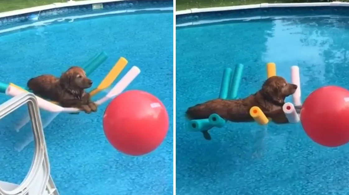 This Golden Retriever Floating On Pool Noodles Is More Relaxed Than We’ll Ever Be