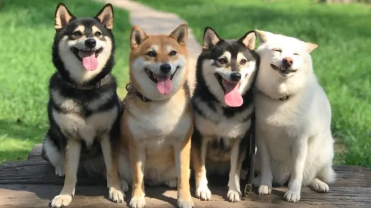 Shiba Inu Is Constantly Ruining His Friends’ Group Pics, And Goes Viral On Instagram