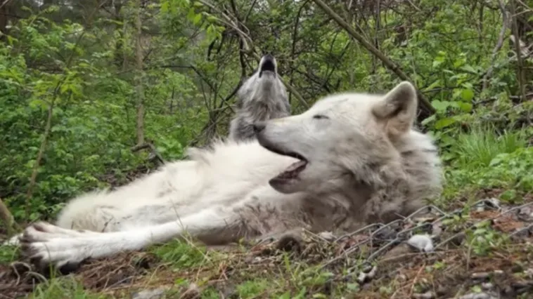 These 2 Lazy Wolves Who Don’t Even Mind Getting Up To Howl Are Every Lazy Person’s Spirit Animal