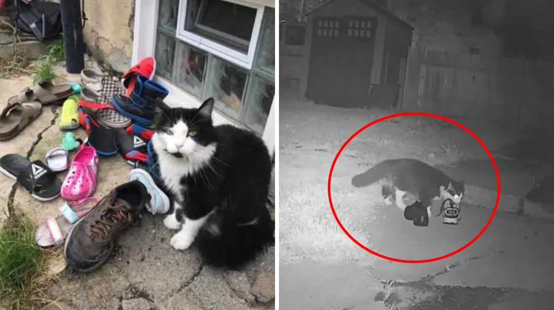 This Cat Has Stolen So Many Neighbors’ Shoes That His Owner Created A Facebook Group To Give Them Back